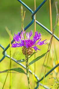 带栅栏的针织黄色花园叶子野花紫色粉色生活黑质荒野植物群图片