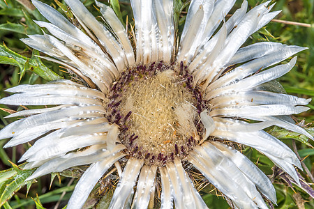 Carlina粗俗的卡琳植被草地植物群植物学宏观环境荒野保护圆圈花瓣图片