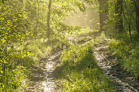 阳光明媚的春光森林冥想情绪木头环境季节性隧道娱乐棕色绿色通道图片