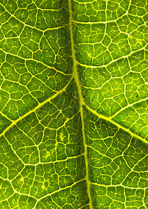 叶子的缝合船只宏观植物群植物绿色静脉叶绿素生物图片