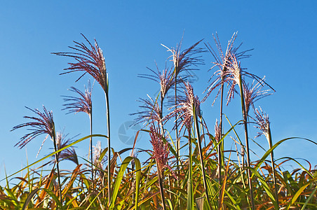带花的开草草萃取生产资源生物芒草太阳环境活力晴天全球图片