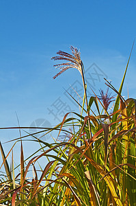 带花的开草草活力生产能源资源场地晴天技术萃取生物植物图片