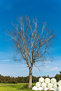 自然保护区中美丽的树冠 在自然保留区中以蓝天空为背景树梢植物生长公园庭园枝条桦木纸牌日志帆船图片