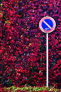 带有秋季彩色叶叶的横秋色树叶标志季节限制红色绿色交通季节性蓝色衬套图片