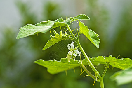 Kantakari 印度Ayurveda医药药草药草本草本植物植物白色药品图片