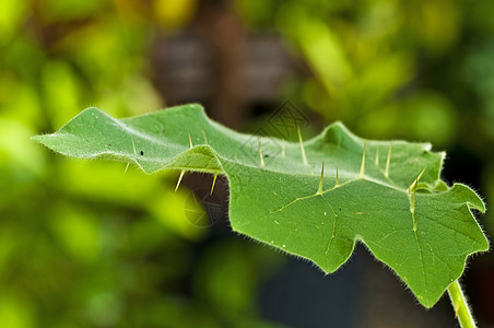 Kantakari 印度Ayurveda医药药草药植物药品草本草本植物叶子图片