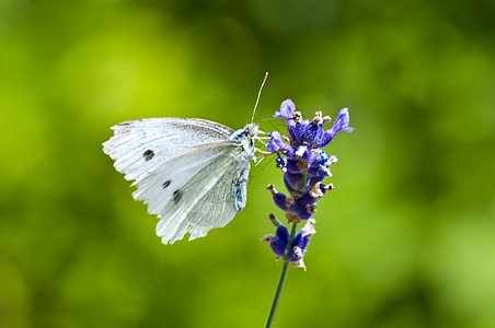 大白 在熏衣草上香料药品野生动物宏观草本植物香水芳香疗法植物蝴蝶图片