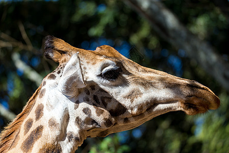 一个长颈鹿头部的特写喇叭食草天空荒野皮肤动物园脖子眼睛野生动物鼻子图片