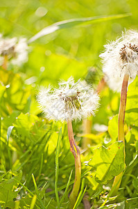 花层花蕊治愈美丽种子乡村场景药品宏观生长绿色图片