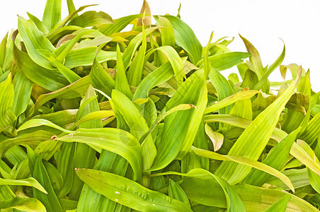 贝青草药品植物学植物食物草本植物活力补品癌症饮食烹饪图片