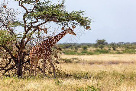 索马里的长颈鹿吃阿卡西亚树叶天空荒野公园食草草原脖子衬套哺乳动物动物群植被图片