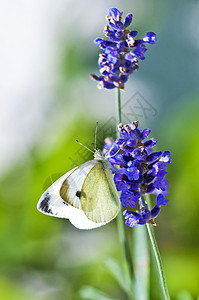 绿菜白白 熏衣草上疗法植物蓝色芳香香味药品青虫宏观蝴蝶绿脉图片