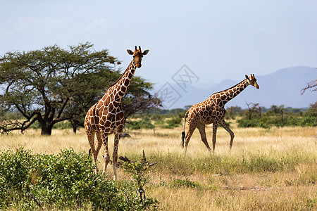 肯尼亚热带草原的长颈雀和树丛中有许多树木和灌木野生动物国家旅游马赛草原荒野游戏公园草地散步图片
