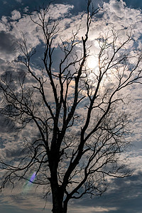 自然保护区中美丽的树冠 在自然保留区中以蓝天空为背景果皮季节树梢林业生长帆船植物学植物群环境三桅图片