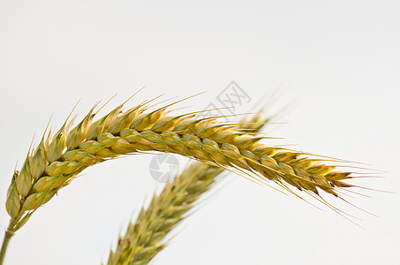 黑麦谷物黄色农场金子场景食物玉米生长场地面粉图片