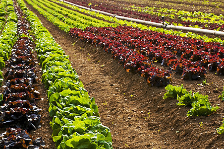 沙拉种植大地生产蔬菜土地营养维生素幼苗土壤农场食物图片