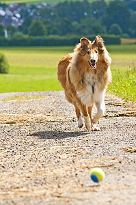 科里狗狗宠物绿色小狗行动男性跑步恋人纯种狗小狗狗图片