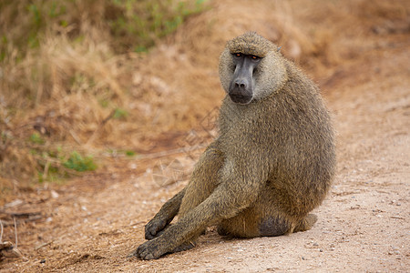猴子正坐在路上 浣熊 在肯尼亚旅行图片