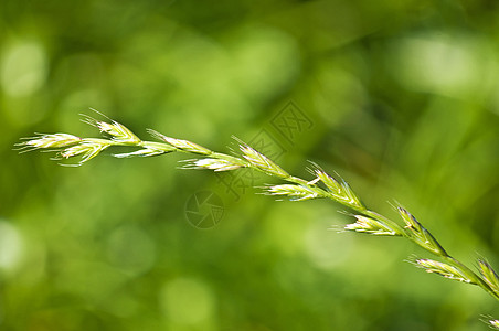 大麦草 能源草胭脂红小麦乙醇碱草加热纤维素植物生物萃取全球图片