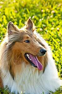 美国纯种的山羊狗棕色宠物动物红色犬类恋人小狗毛皮头发血统图片