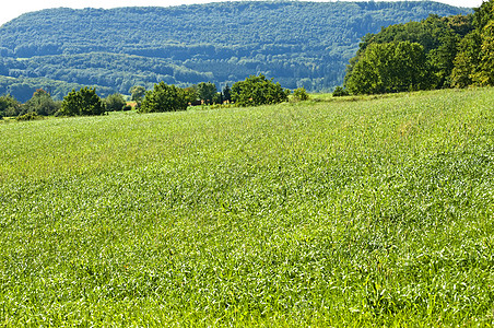 大麦草 能源草萃取胭脂红农业纤维素技术场地碱草植物气体燃料图片