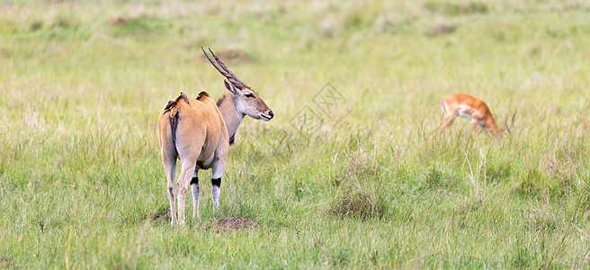 肯尼亚热带大草原上不同工厂之间的生态公园羚羊男性牛角哺乳动物荒野马拉马赛国家图片