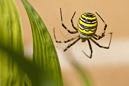 韦斯彭斯平尼 阿吉洛普布伦尼奇科纳奇亚动物蛛科宏观身体野生动物纺纱自然界蜘蛛网络动物学图片
