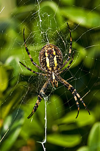黄蜂蜘蛛 阿吉波布伦尼奇昆虫网络蜘蛛身体宏观荒野棕色头发野生动物黄色图片