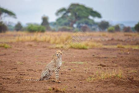 年轻的Gepard坐在肯尼亚的热带草原上图片