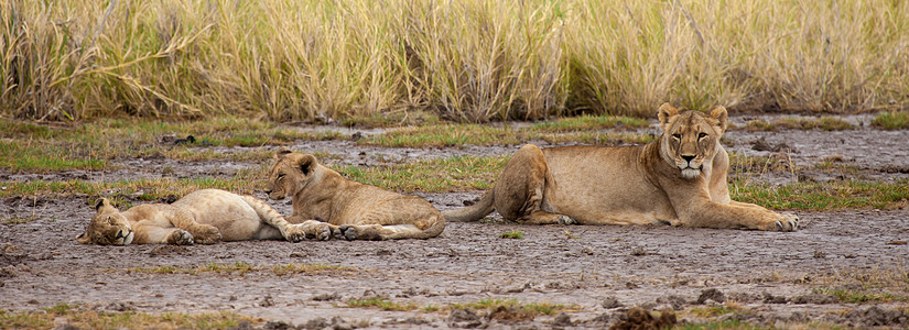 一只狮子正在看着 就像小狮子在睡觉一样图片
