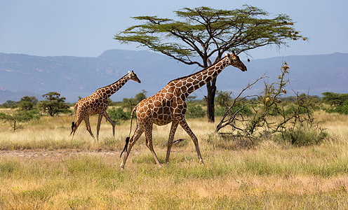 肯尼亚热带草原的长颈雀和树丛中有许多树木和灌木脖子公园大草原游戏旅行草地马赛荒野旅游衬套图片