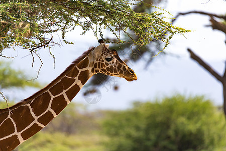 长颈鹿的肖像和树在幕后哺乳动物舌头公园动物眼睛旅行食草荒野野生动物乐趣图片