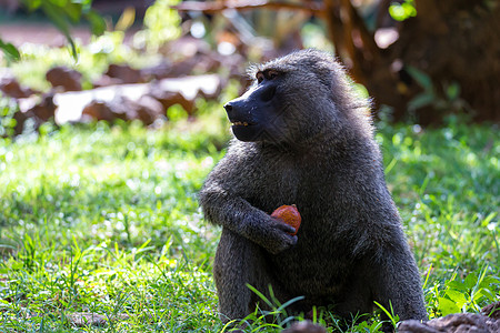 浣熊已经找到水果和鱼肉了国家旅行环境野生动物灵长类哺乳动物荒野护区毛皮狒狒图片