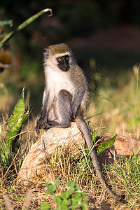 猴子坐在石头上 望着远处的距离图片