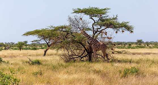 索马里的两只长颈鹿吃阿卡西亚树叶草原旅游天空食草旅行野生动物脖子动物群哺乳动物动物图片