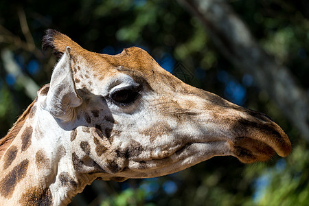 一个长颈鹿头部的特写动物动物园天空喇叭皮肤鼻子耳朵眼睛环境荒野图片
