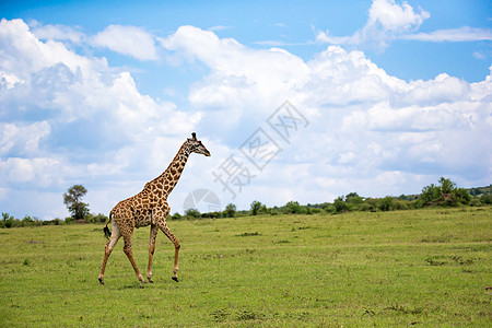 穿过肯尼亚草原的法拉菲斯Giraffes旅游棕褐色哺乳动物天空中心生活旅行食草马赛国家图片