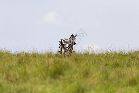 斑马在草地的草原上观摩团体马赛食草荒野哺乳动物旅行动物群公园动物国家图片