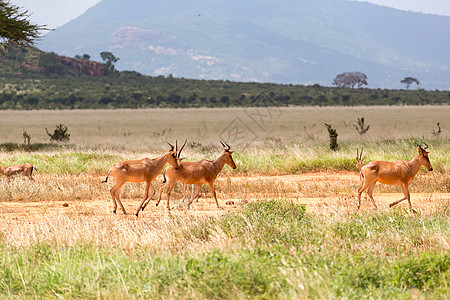 肯尼亚草原的托皮安特利普斯家族草地风景月亮国家场地旅行大草原动物群动物荒野图片