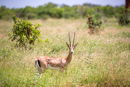 一只格兰特瞪羚在高草之间行走动物赠款植被动物群男性生态土地野生动物大草原情调图片