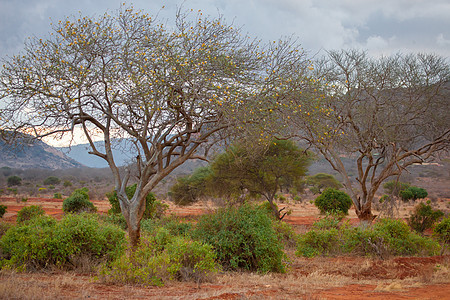 关于肯尼亚热带草原旅游的南非风景活动图片