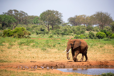 一只红大象在水洞的岸上行走风景水坑公园大草原动物野生动物绿色旅游环境国家图片