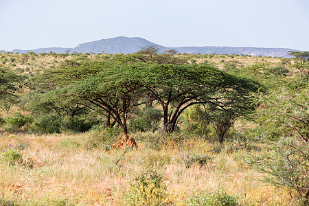 肯尼亚热带草原中间的大树上野生动物马赛荒野国家天空马拉家庭地平线公园旅游图片
