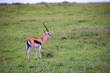 在肯尼草原草原的草地上 汤姆森的加泽国家旅行哺乳动物食草游戏荒野旅游马赛大草原男性图片