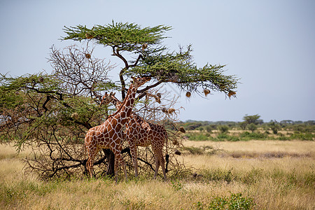 索马里的两只长颈鹿吃阿卡西亚树叶游戏国家旅行动物群公园植被大草原哺乳动物草地草原图片