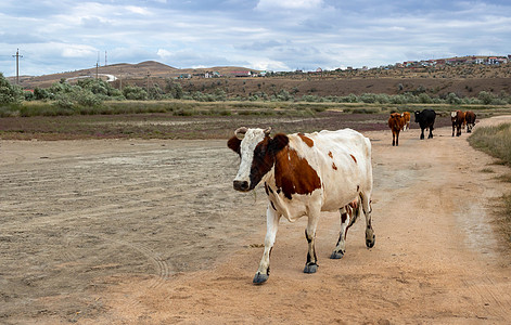 白斑的一头白斑牛在一条沙沙路上经海而行动物场地天空棕牛农村新年耳朵眼睛牧场蹄子图片