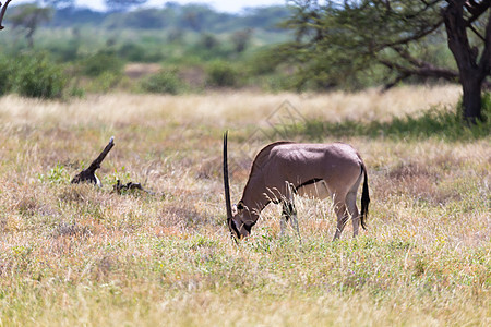 一个奥利克斯家庭站在草地上 被绿草包围动物后代假期冒险沙漠野生动物牛角旅游动物群哺乳动物图片