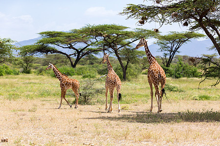 几个长颈鹿在草地上行走大草原游戏旅行马赛脖子公园国家散步驾驶野生动物图片