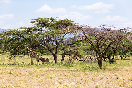 长颈鹿和羚羊在一棵树下站在一起动物哺乳动物国家衬套食草荒野游戏蓝色野生动物天空图片