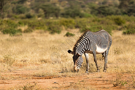 在肯尼亚Samburu乡下放牧的Grevy Zebra公园食草哺乳动物条纹动物国家动物群皮肤野生动物草原图片